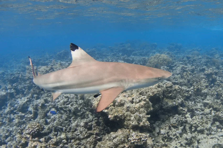 Blacktip Reef Shark swimming near coral reef habitat in clear tropical water, with reef structure below.
