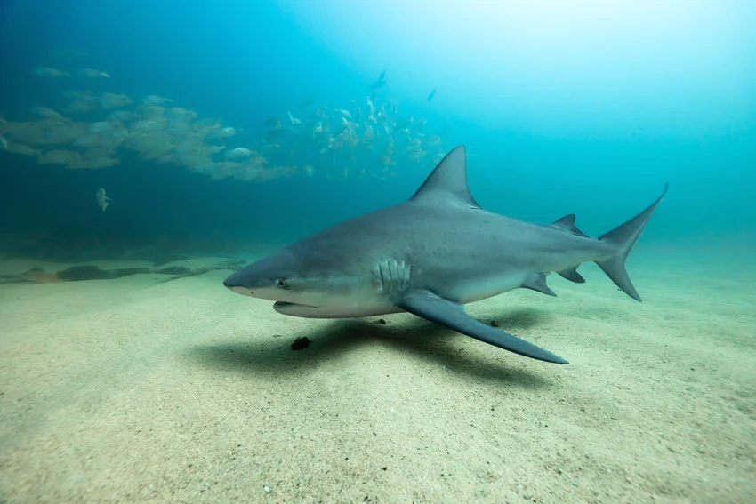 Underwater view of a Bull Shark cruising above a sandy bottom in shallow blue-green coastal water.