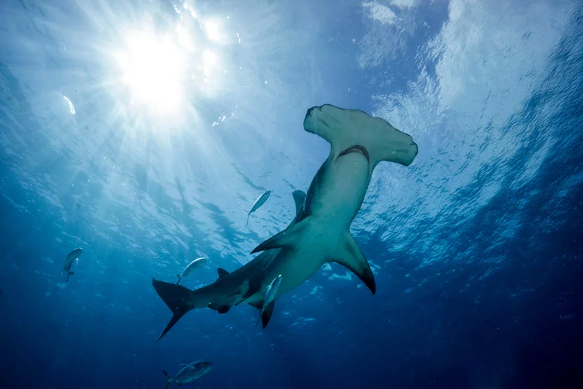 View of a Great Hammerhead Shark swimming below bright surface sunlight, with smaller fish nearby in blue water.