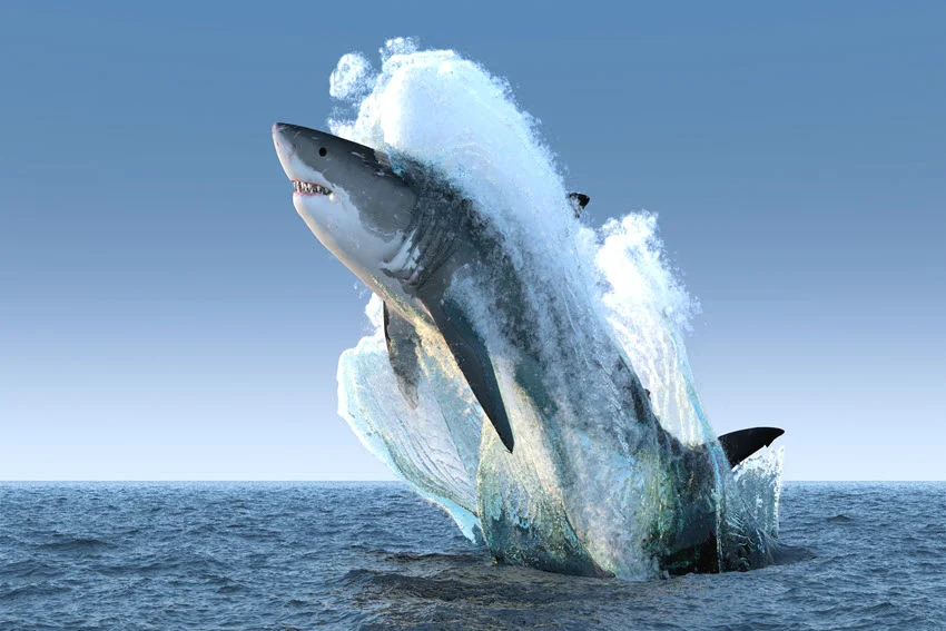Types of Sharks: How to Identify and Catch Them.