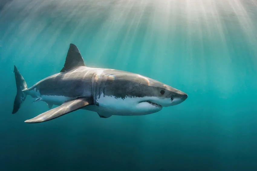 Close view of a Great White Shark swimming underwater through green-blue water, with sunlight filtering softly from above.