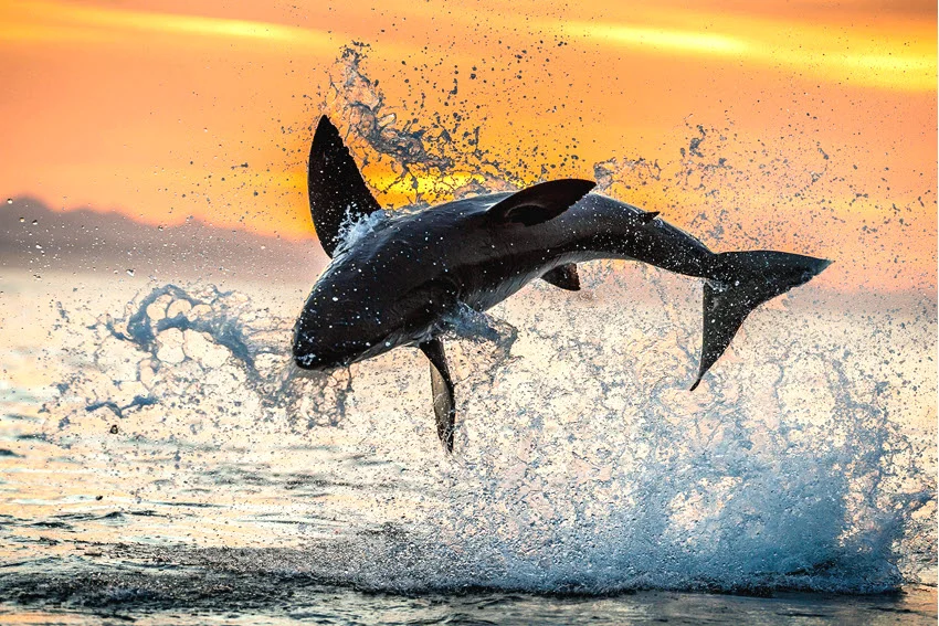 Action shot of a Great White Shark breaching at sunset, with water splashing around its body and tail.