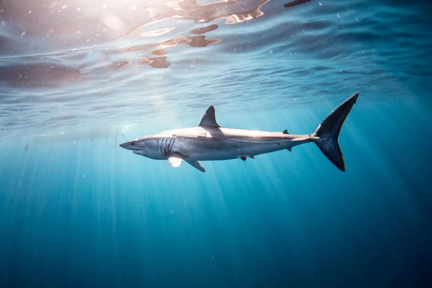 Underwater view of a Mako Shark swimming near the surface in clear blue water with sunlight filtering down.