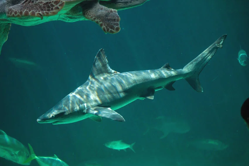 Underwater view of a Sandbar Shark swimming through green water, with a sea turtle above and fish nearby.