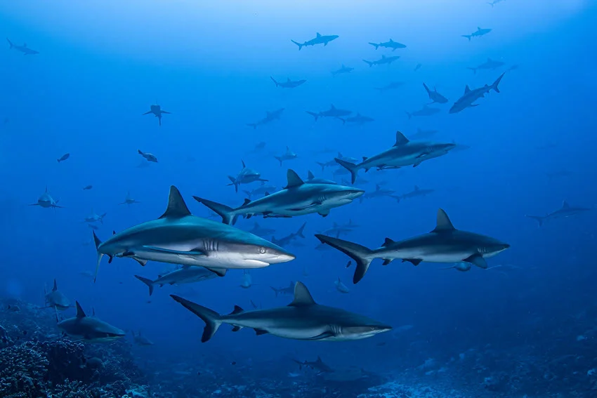 Underwater view of Sharks schooling through deep blue water above a reef, showing group movement in offshore habitat.