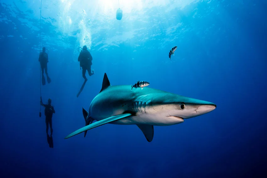 Blue Shark swimming through deep open water near divers, with small fish and clear blue visibility around it.