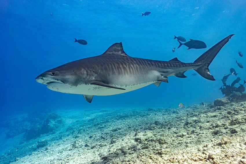Underwater view of a Tiger Shark swimming over a sandy seabed, with striped markings visible along its body.
