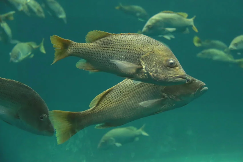 Underwater view of Mangrove Snapper swimming together in green coastal water habitat.