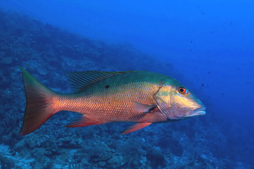 Underwater view of a Mutton Snapper cruising above deep blue reef habitat.