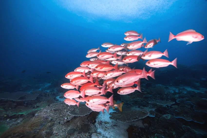 View of Queen Snapper schooling above coral reef in open blue water.