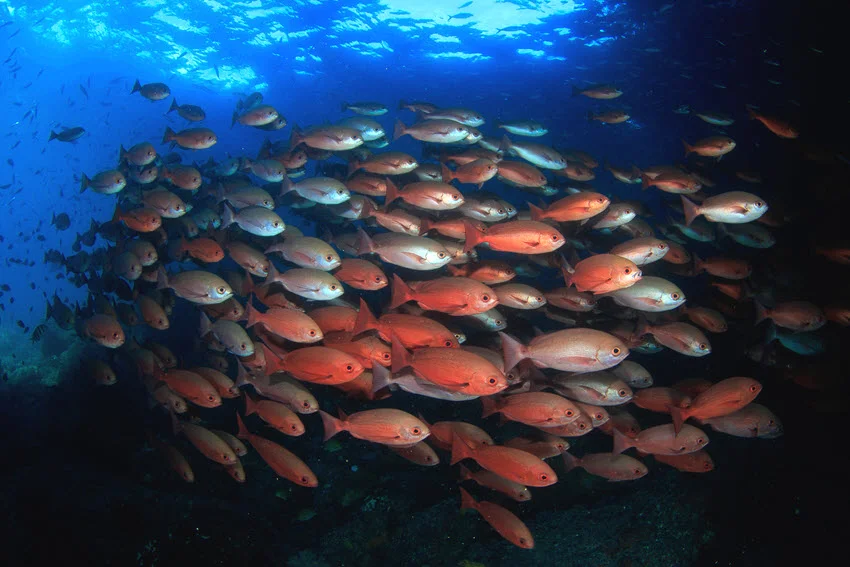 Underwater view of Red Pinjalo Snapper schooling near reef structure in deep blue water.