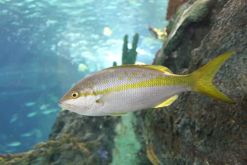 Close view of a Yellowtail Snapper swimming beside rocky reef structure in clear tropical water.