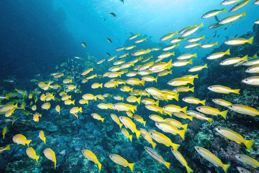 Underwater view of Yellowtail Snapper schooling above coral reef in clear blue water.
