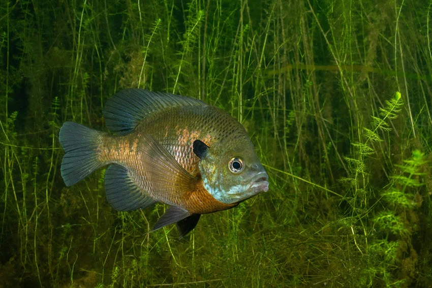 Bluegill swimming calmly among several aquatic plants, surrounded by green underwater vegetation and soft sunlight filtering through the water.