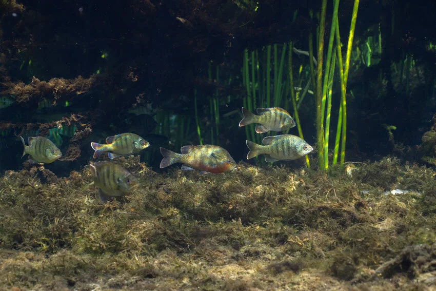 A school of Bluegill and Redear Sunfish swimming together in a clear natural spring, surrounded by aquatic vegetation and illuminated by sunlight filtering through the crystal water.