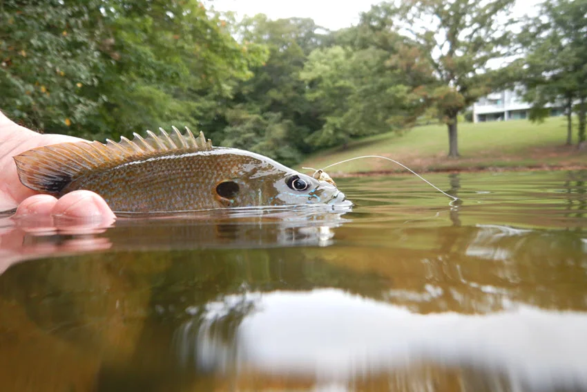 Close-up of a Bluegill Sunfish caught at a lake, showing detailed features of its colorful body, fins, and scales, with water and subtle reflections in the background.