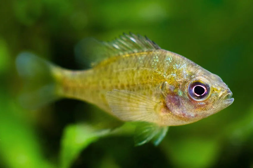 Juvenile Redbreast Sunfish (Lepomis auritus) in a natural aquarium setting, a colorful and adaptable freshwater species often kept as an ornamental fish and known for its predatory behavior.