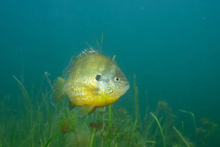 Pumpkinseed swimming close to the bottom of a grassy lake, weaving through submerged plants and over soft lakebed sediments, showcasing its vibrant colors and patterned body.