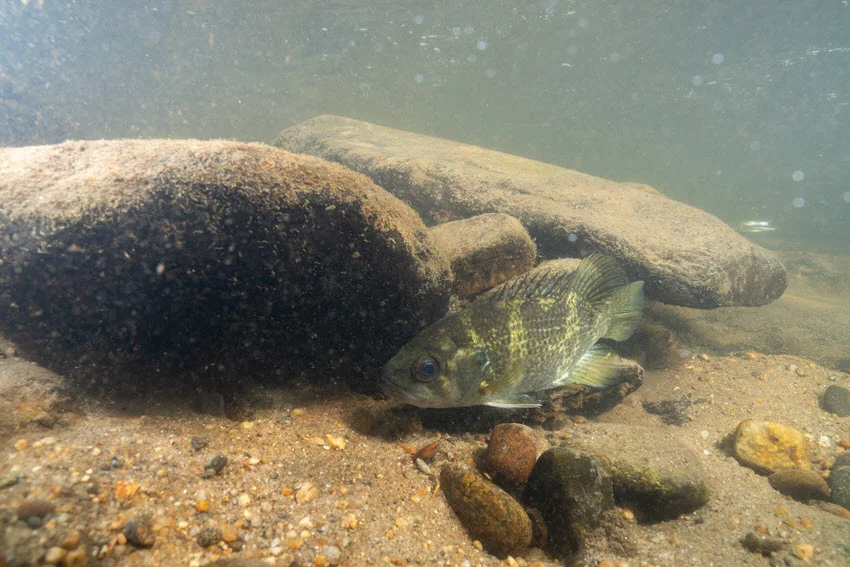 Warmouth Sunfish swimming among rocks in a river, navigating through crevices and shallow currents, with its patterned body and vibrant colors visible in the clear water.