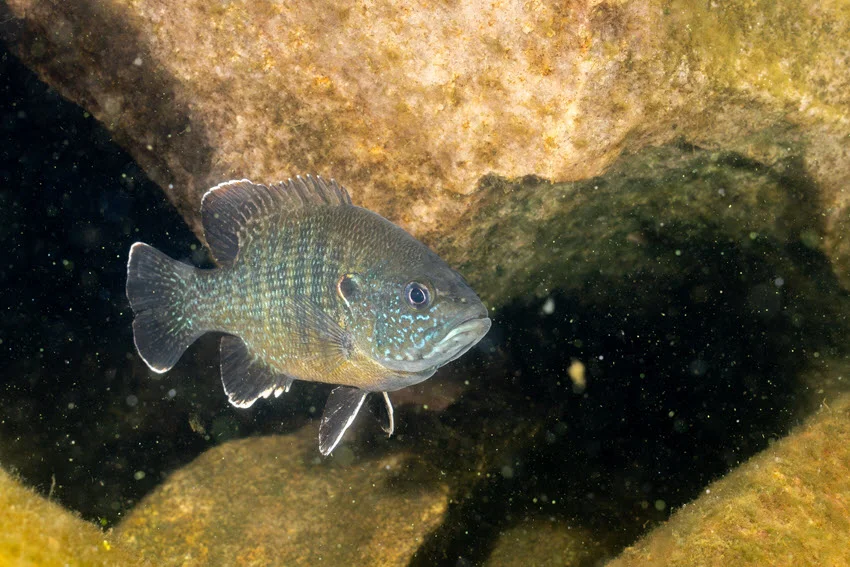 Green Sunfish emerging from a rocky underwater cave, navigating around stones and crevices, with its vibrant green and yellow hues visible in the clear water.