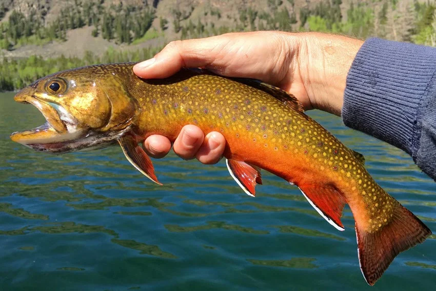 Angler holding a colorful Brook Trout above clear lake water, showing orange fins, yellow spots, and mountain habitat.
