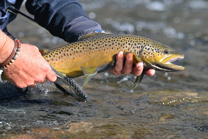 Close view of a Brown Trout held low over a rocky river after being caught on a fly.