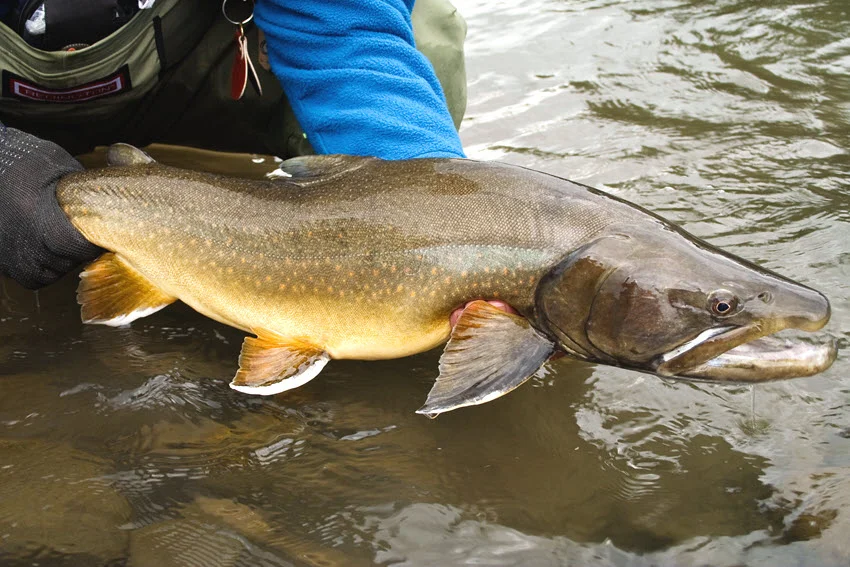 Angler holding a Bull Trout in shallow water before release, showing its pale spots, broad head, and native char shape.