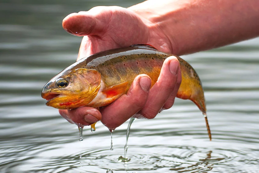 Close view of a Golden Trout held above lake water, showing bright orange sides and small dark spots.