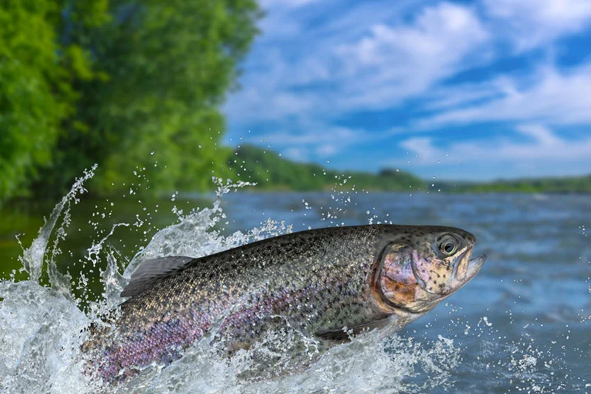 Action shot of a Rainbow Trout jumping through a splash near the surface, showing its silvery body and pink side stripe.
