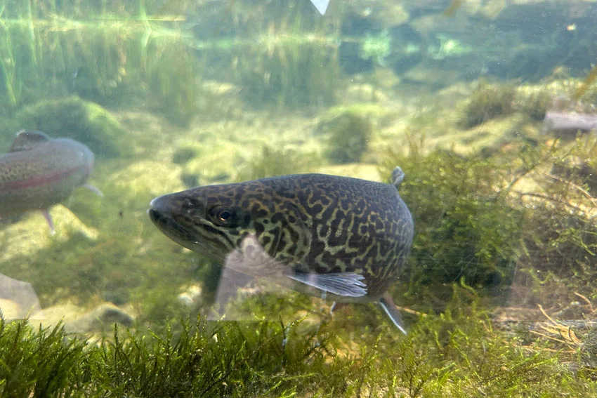 Underwater view of a Tiger Trout at a fish hatchery, showing its dark maze-like pattern and pale fins.