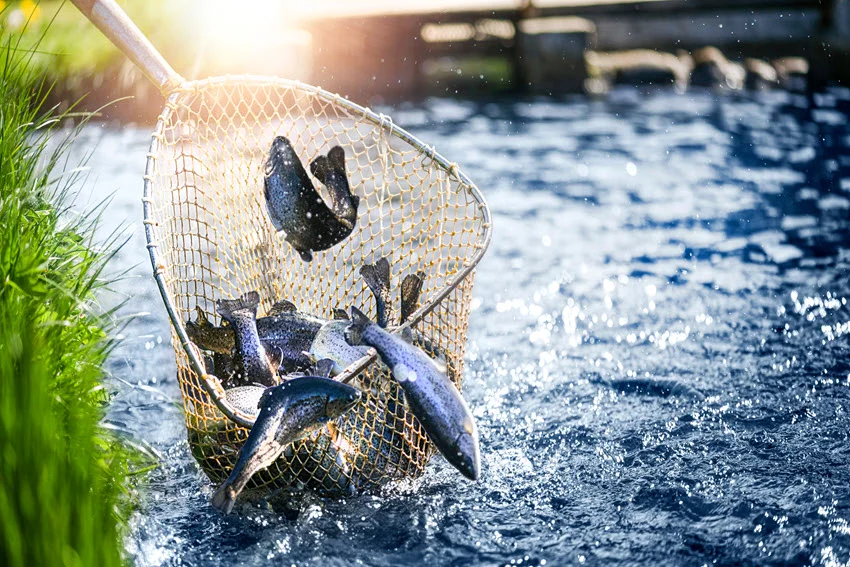 Trout gathered in a landing net beside flowing water, showing a clean catch scene for freshwater Trout fishing.
