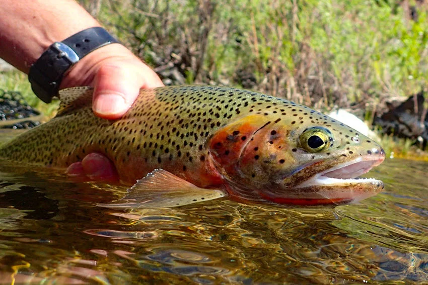 Westslope Cutthroat Trout being released in shallow river water, showing its red throat slash and spotted body.