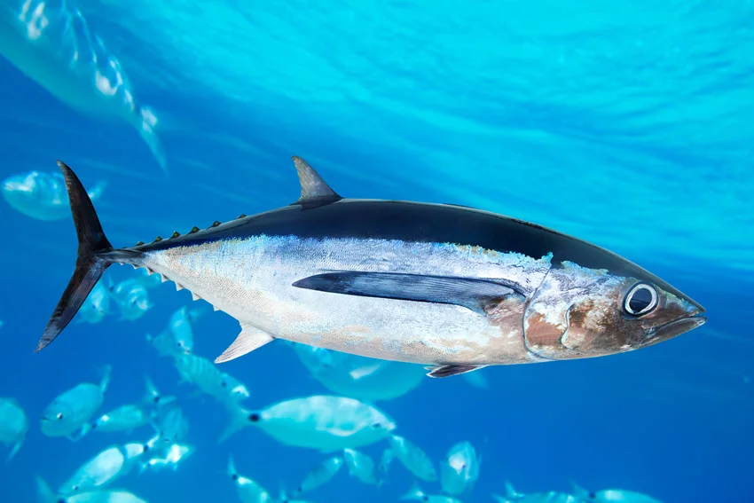 Underwater view of an Albacore Tuna swimming through clear blue water with fish in the background.