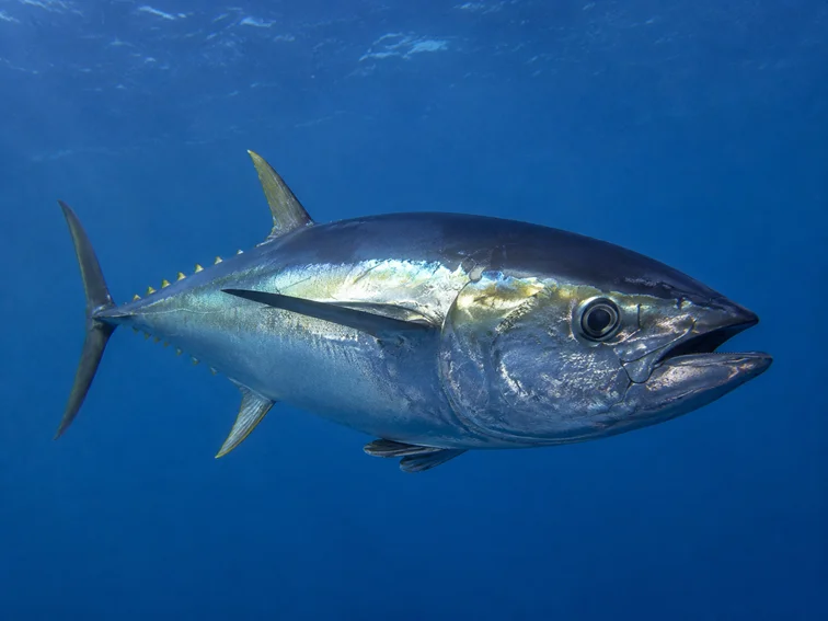 Close view of a Bigeye Tuna swimming underwater through clear blue offshore water, showing its large eye and streamlined body.