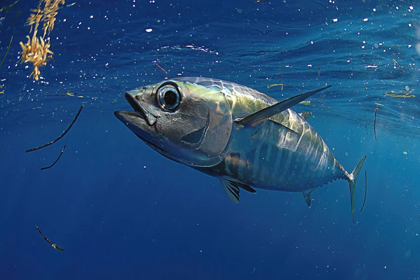 Close view of a Blackfin Tuna swimming near the surface in clear offshore water.