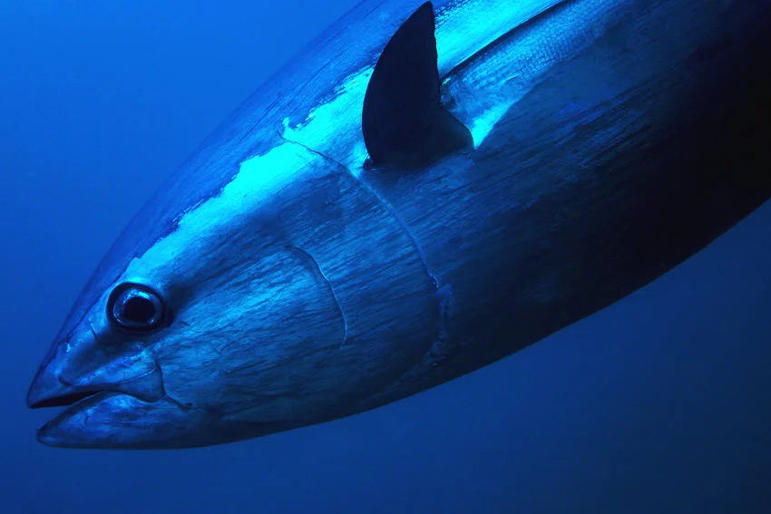 Close view of a Bluefin Tuna swimming through dark blue offshore water.
