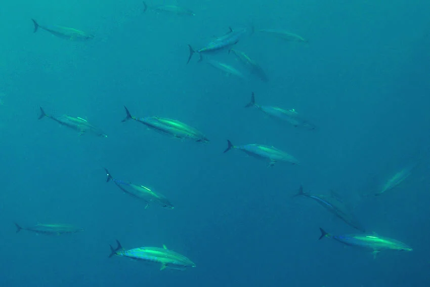 Underwater view of Skipjack Tuna schooling through open blue-green offshore water.