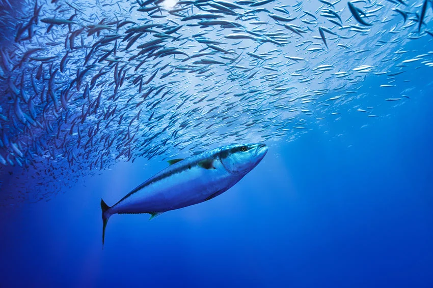 Underwater view of a Yellowfin Tuna swimming below a dense school of baitfish in blue water.