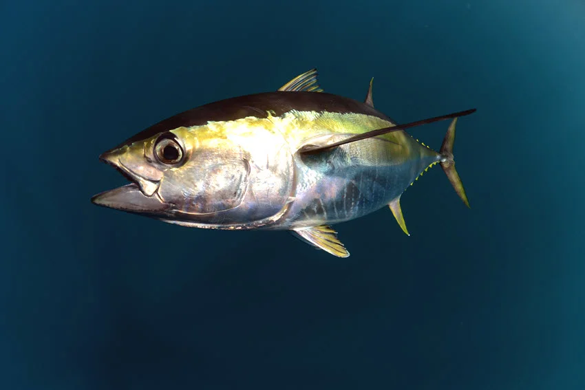 Focused shot of a Yellowfin Tuna swimming in deep blue offshore water.