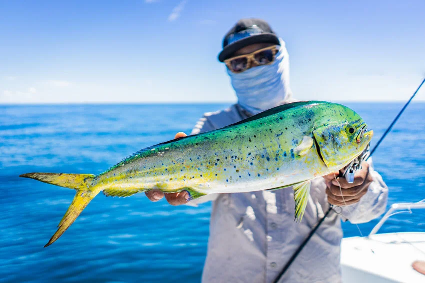 An angler proudly holds a Mahi Mahi on the boat, surrounded by the vast expanse of the deep blue sea.