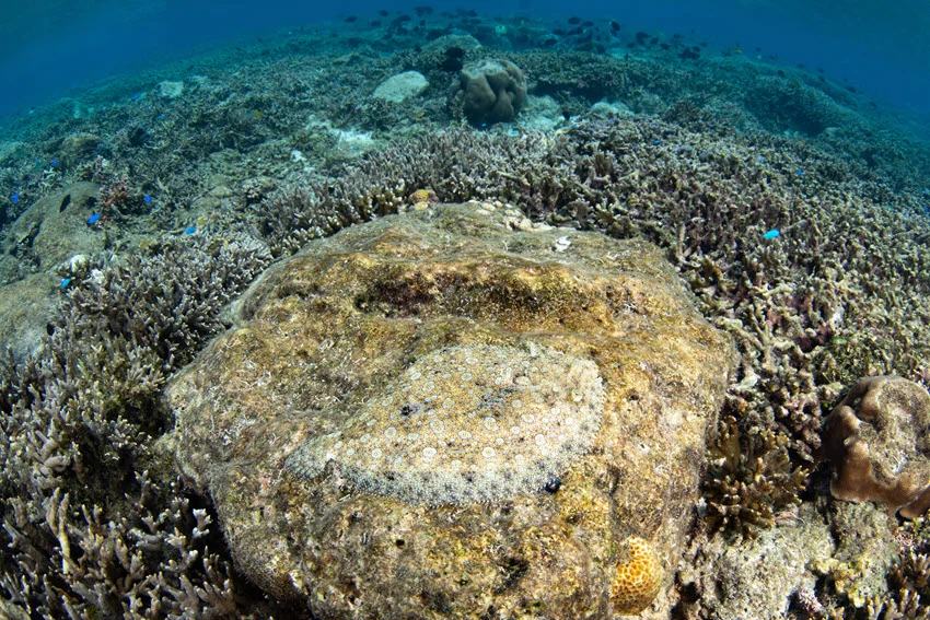A camouflaged Flounder, barely visible, lays still on the top of an underwater coral reef.