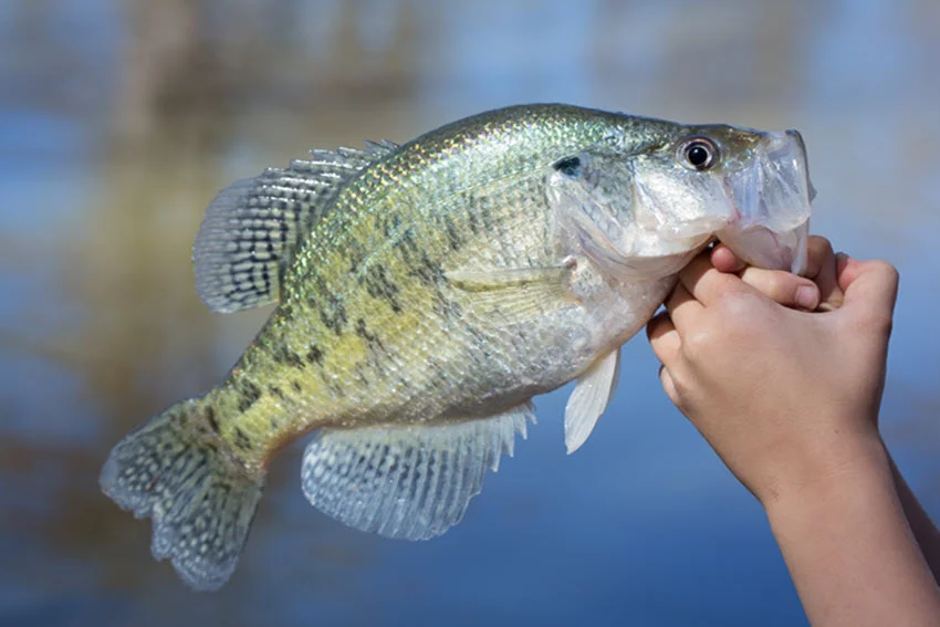 Focused view of a freshly caught Crappie held high in the angler's hands, with natural light highlighting its scales and fins.