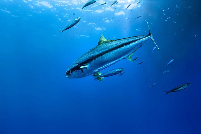 Wide view of a large Yellowfin Tuna gliding through the vast open ocean, with deep blue water all around.