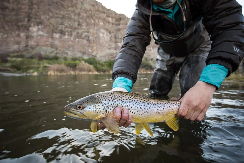An angler releasing a Trout back into a lake, with calm water and natural surroundings in the background.