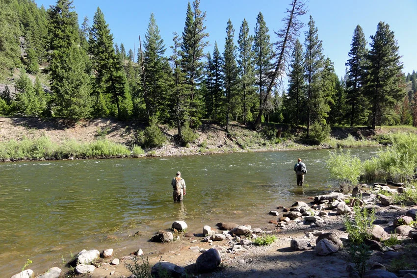 An angler fishing in a river, surrounded by evergreen trees and natural scenery.