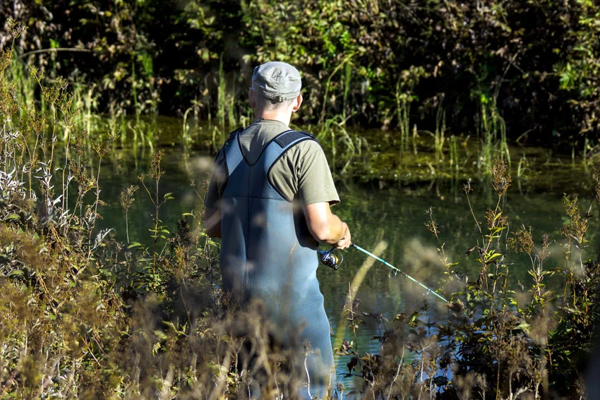 Backside photo of an angler wading in shallow lake, surrounded with dense vegetation.