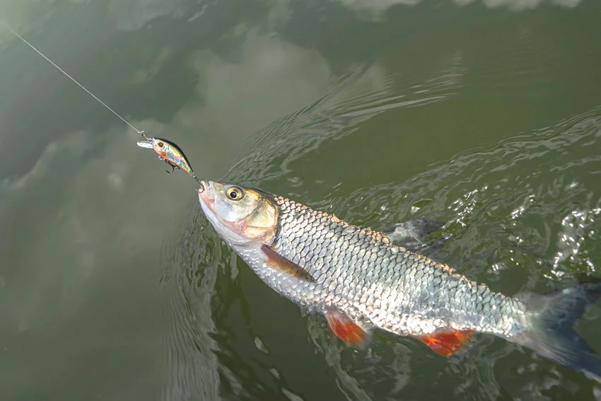 A big fish leaping out of the water, going after a crankbait on a hook, with splashes surrounding the action.