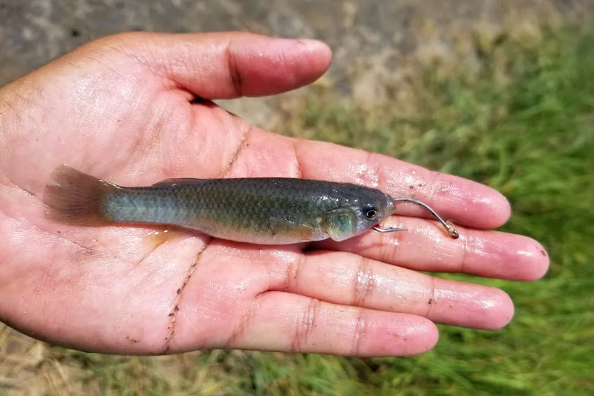 Close-up view of a minnow bait resting on an angler's hand, showcasing its lifelike details.