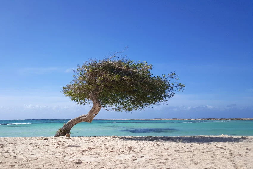 A leaning divi-divi tree stands on the white sand at Baby Beach, Aruba, beside shallow turquoise water under a clear sky.