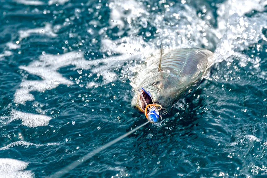 A barred game fish splashes at the sea surface with a blue skirted trolling lure in its open mouth.